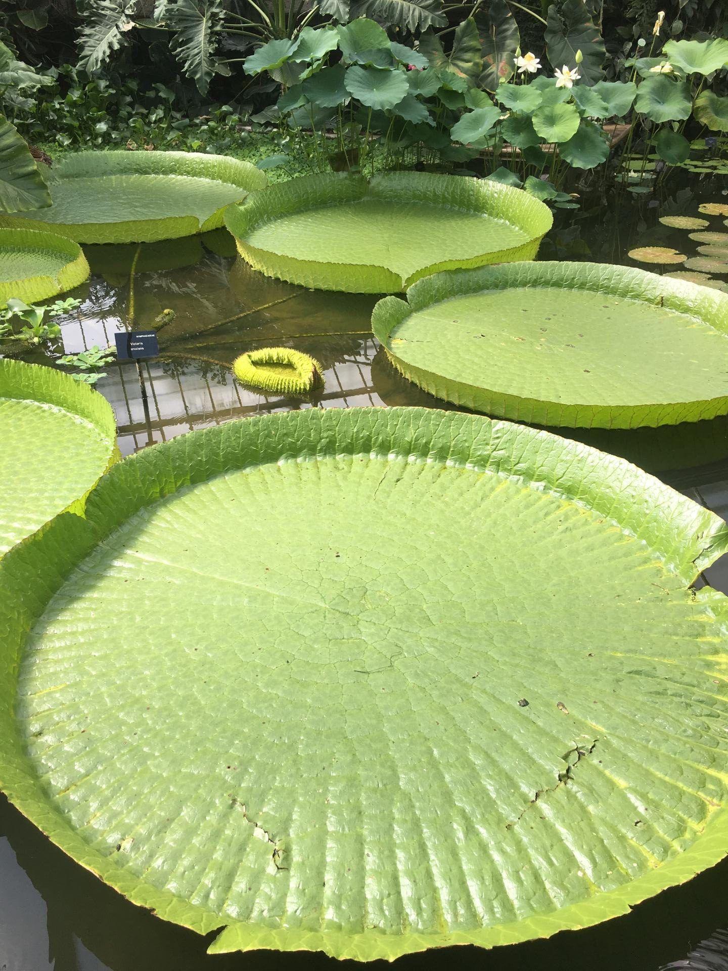 Kew Gardens lily pad