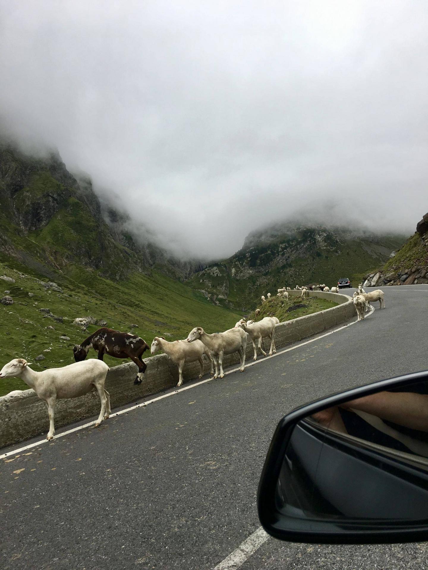 Goats in Spanish Pyrenees 