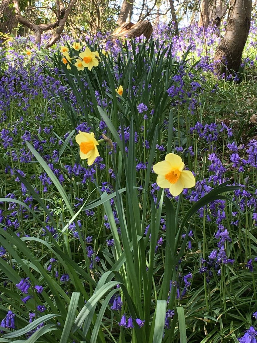 Bluebells at Robin Hill