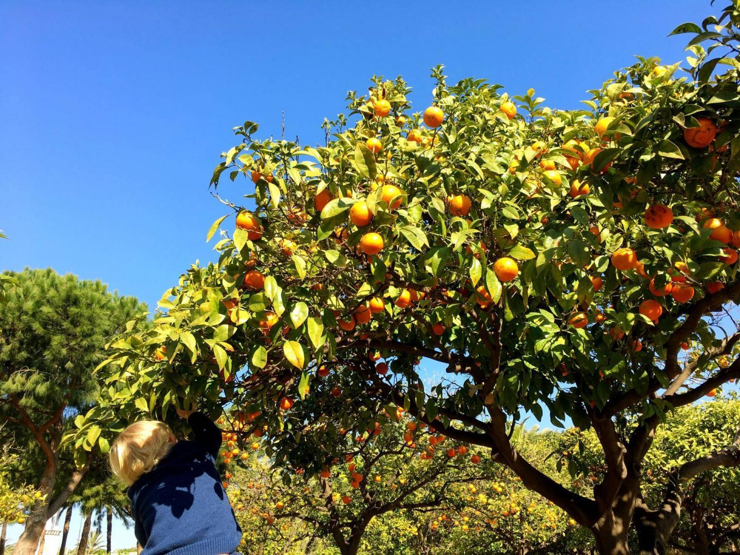 Valencia oranges